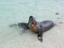 Dam and kid of Galapagos Sea Lion